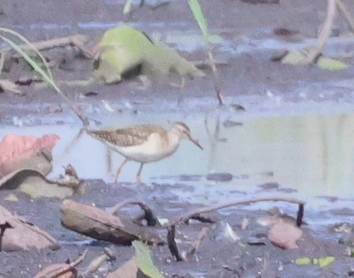 Wood Sandpiper - ML614341676