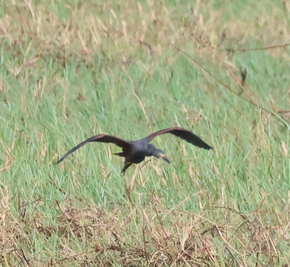 Rufous-bellied Heron - ML614341701