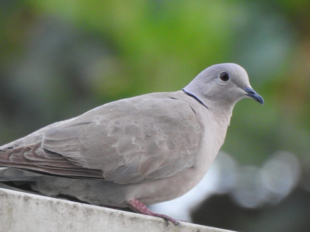 Eurasian Collared-Dove - ML614341705