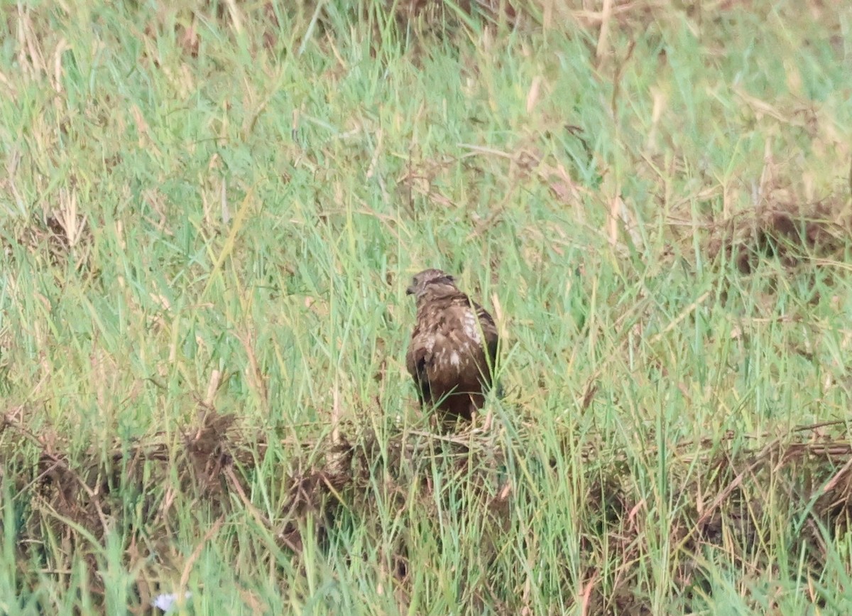 African Marsh Harrier - ML614341711