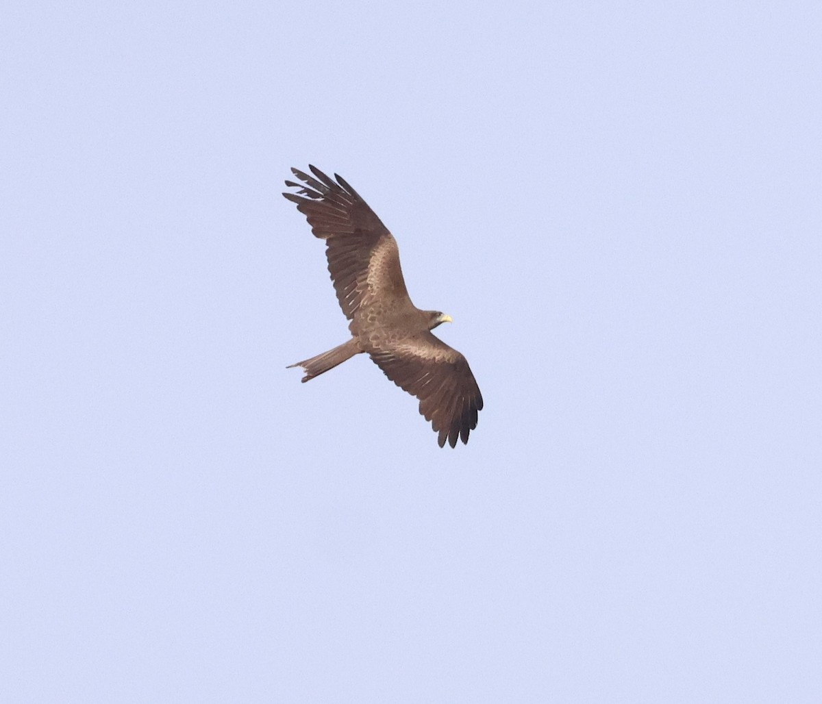 Black Kite (Yellow-billed) - ML614341719