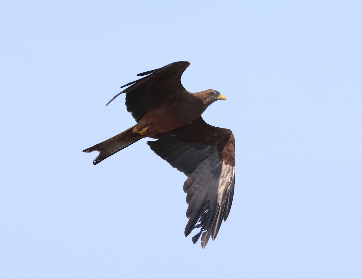 Black Kite (Yellow-billed) - ML614341721