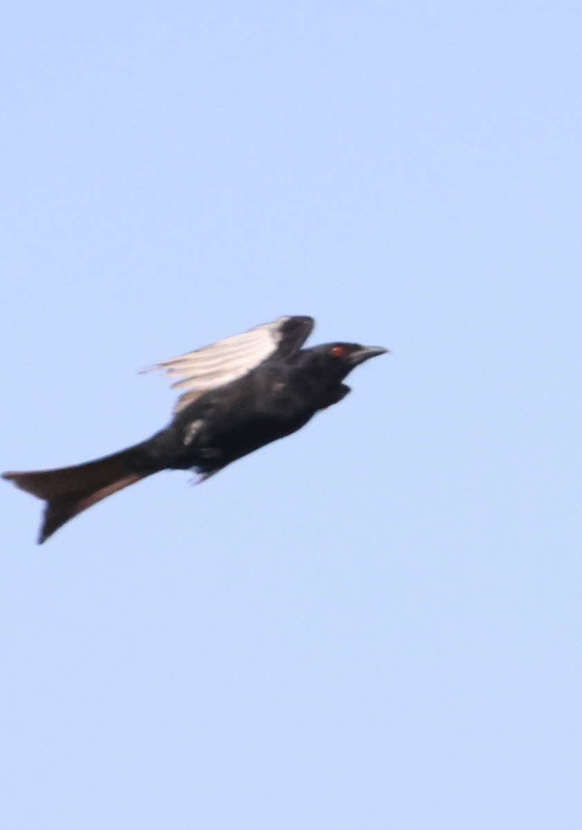 Fork-tailed Drongo - ML614341733