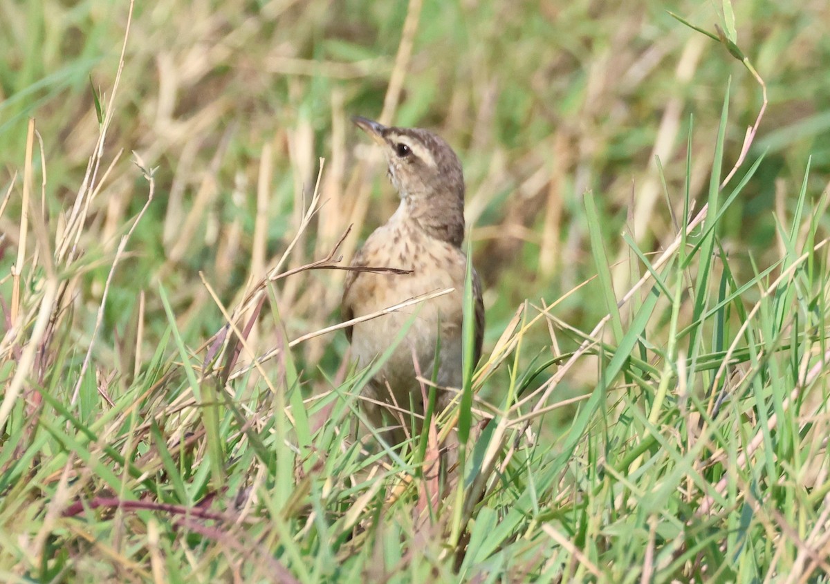 Plain-backed Pipit - ML614341766