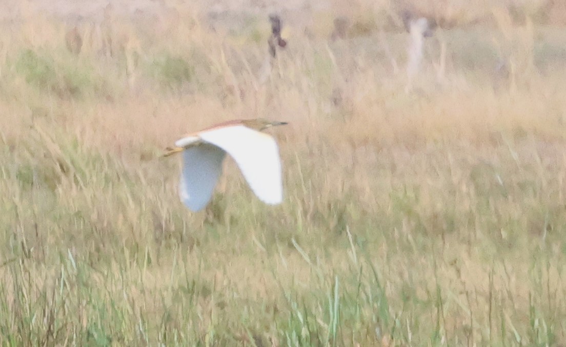 Squacco Heron - ML614341794