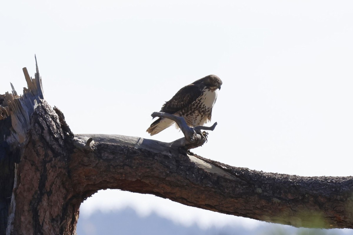 Red-tailed Hawk - Edith Auchter