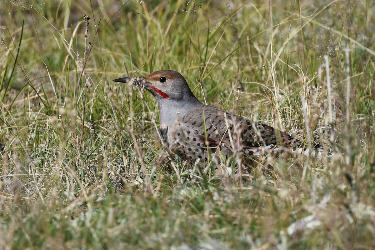 Northern Flicker - Edith Auchter