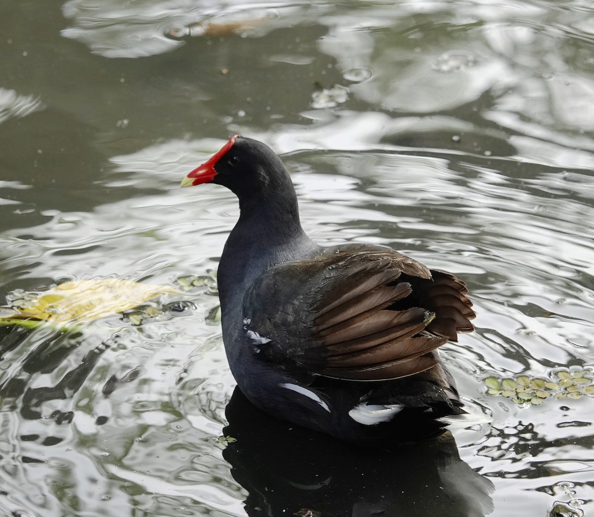 Gallinule d'Amérique - ML614342097