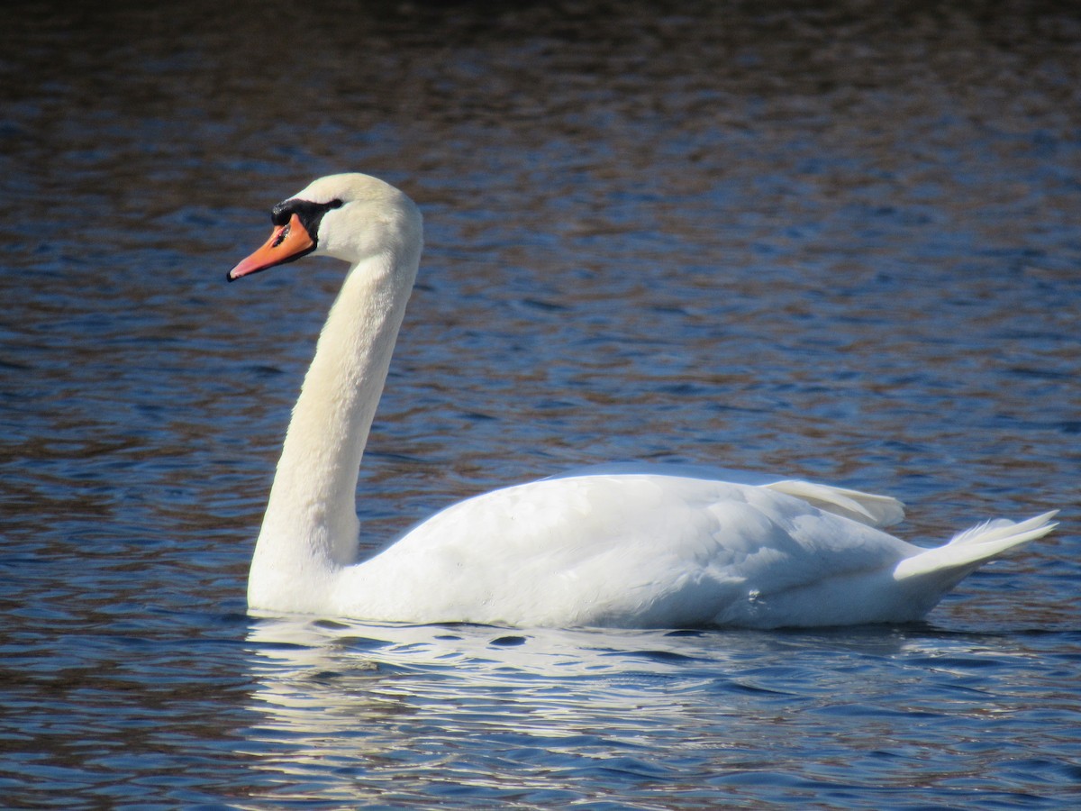 Mute Swan - ML614342109