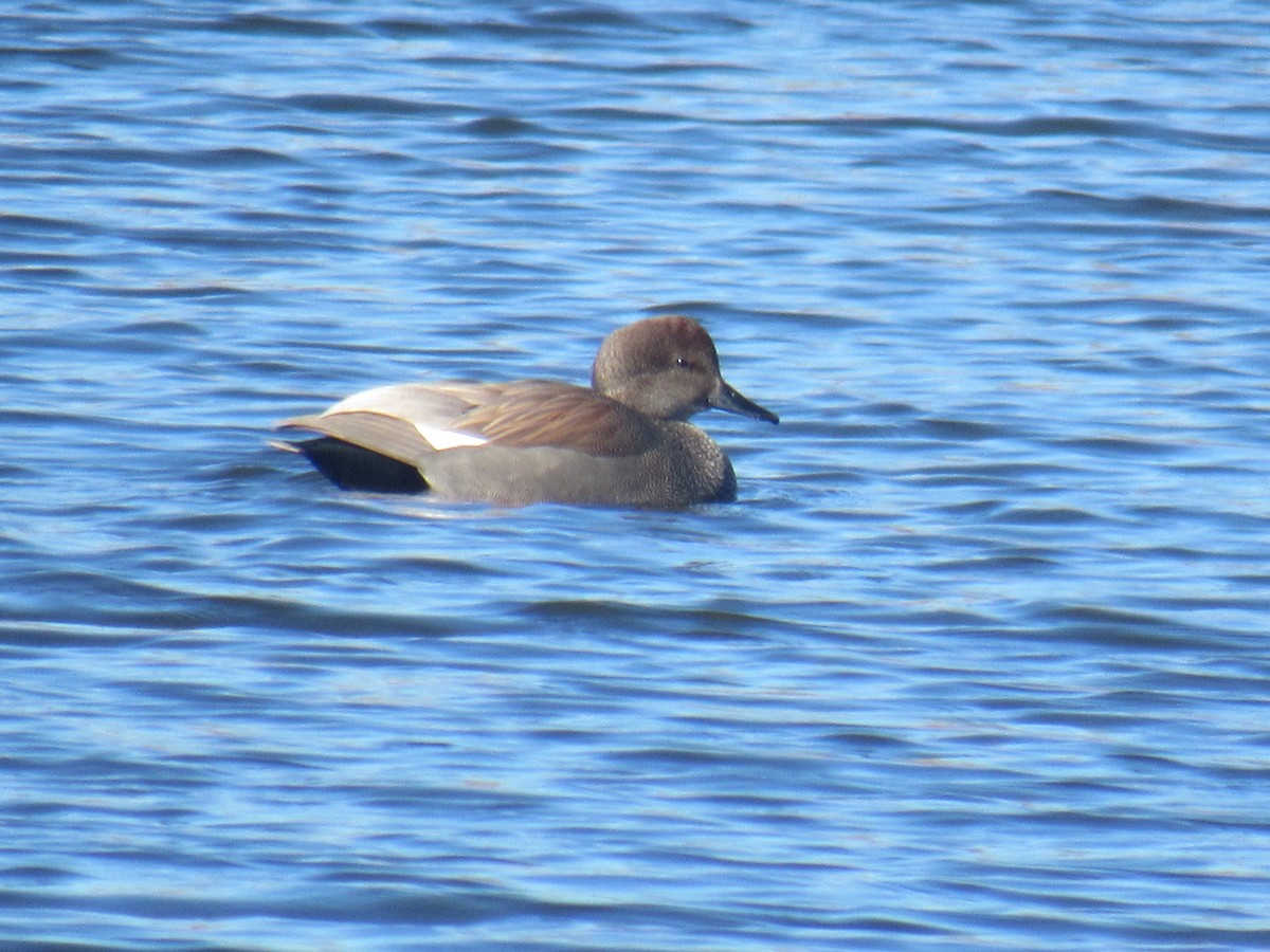 Gadwall - ML614342120