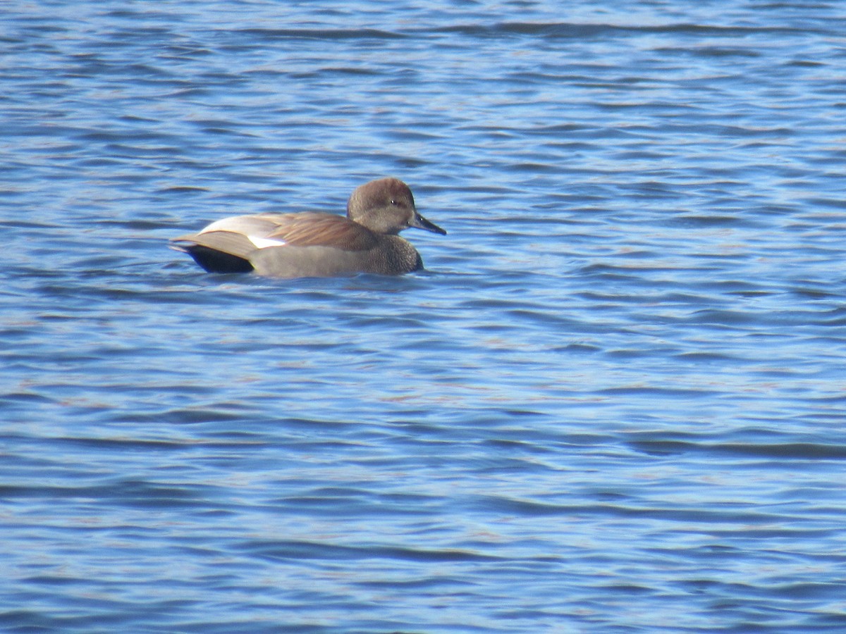 Gadwall - ML614342121