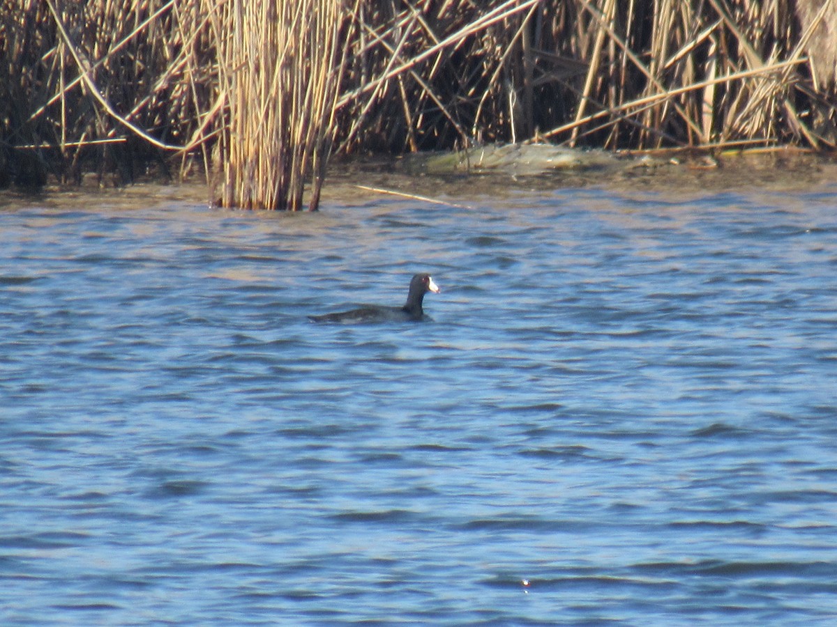 American Coot - ML614342126