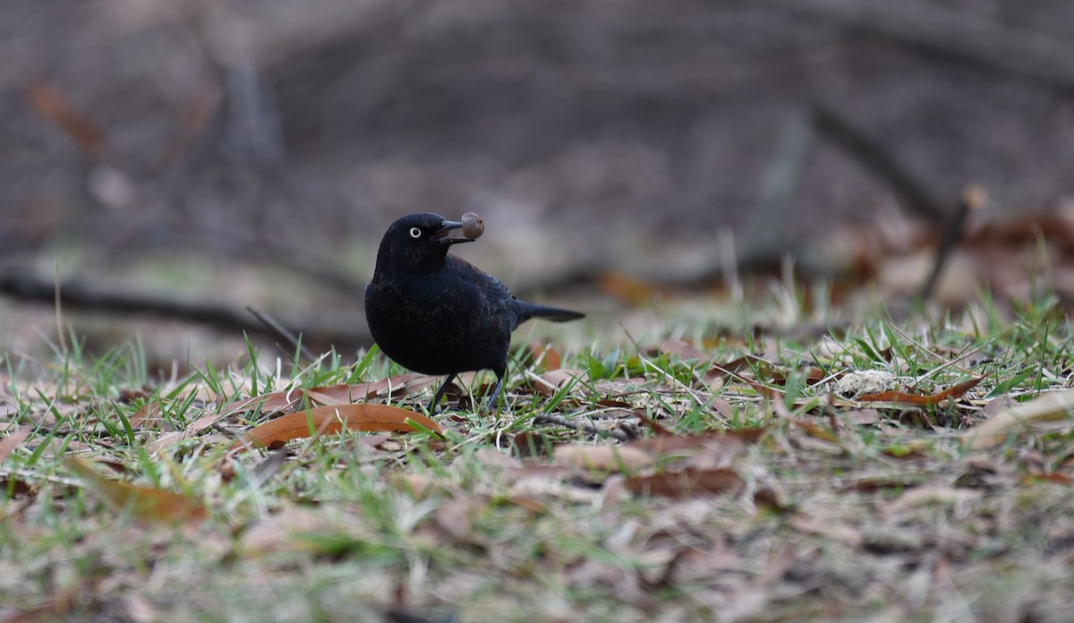 Rusty Blackbird - Dan Rauch