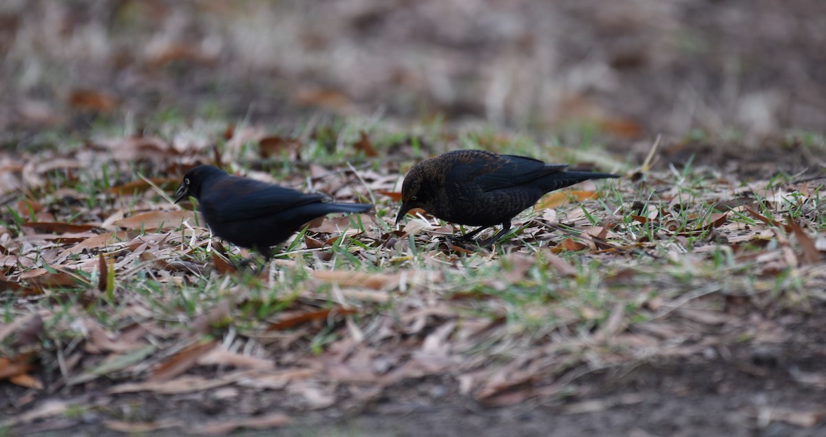 Rusty Blackbird - Dan Rauch