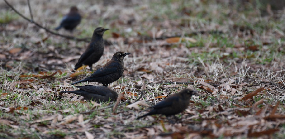 Rusty Blackbird - Dan Rauch