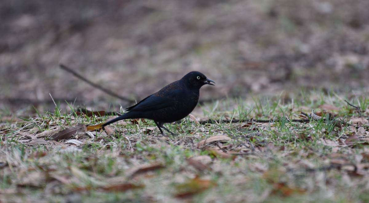 Rusty Blackbird - Dan Rauch