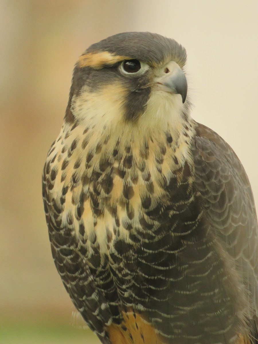 Aplomado Falcon - Diego Bastías Birding Guide