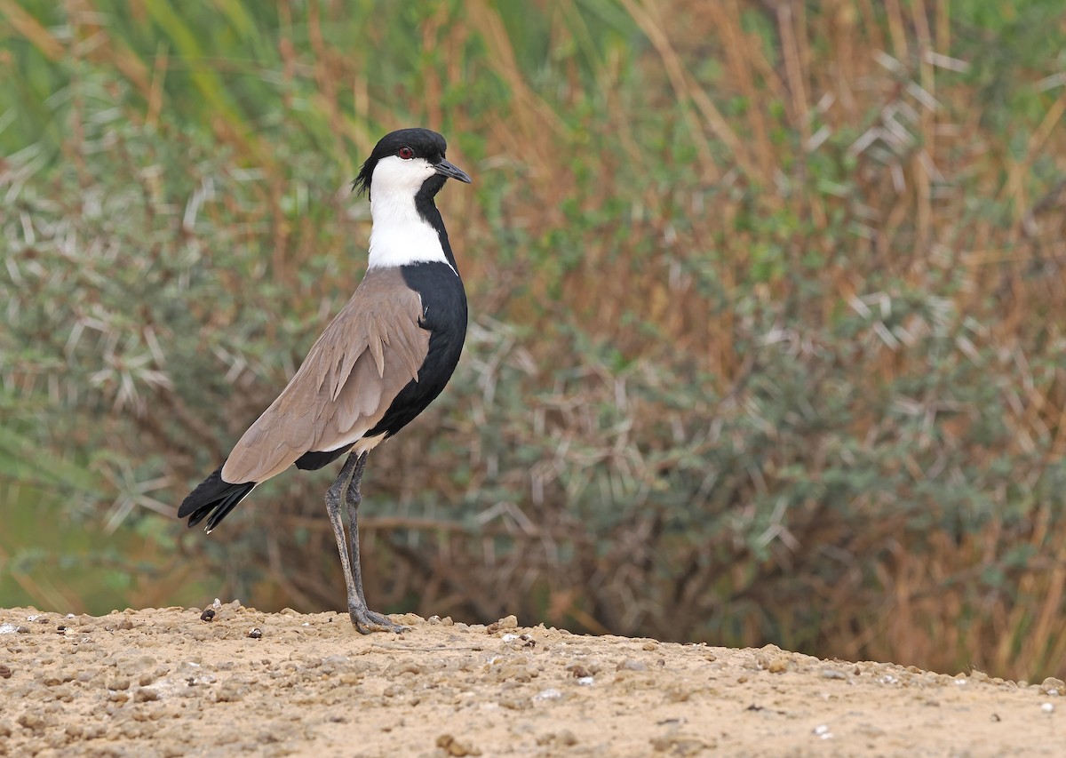 Spur-winged Lapwing - ML614342195