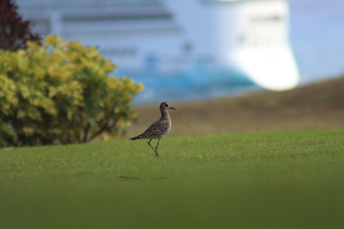 Pacific Golden-Plover - ML614342259