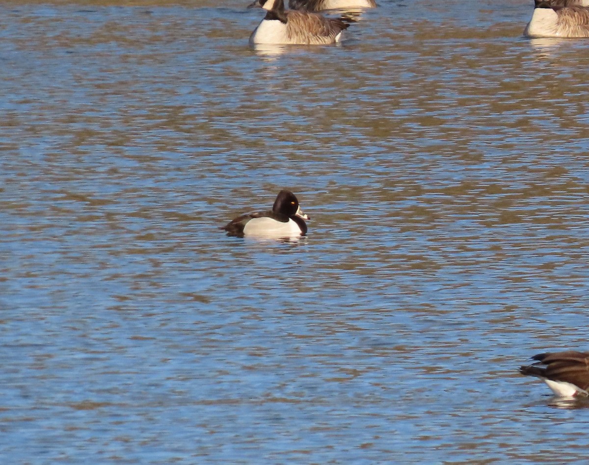 Ring-necked Duck - ML614342278