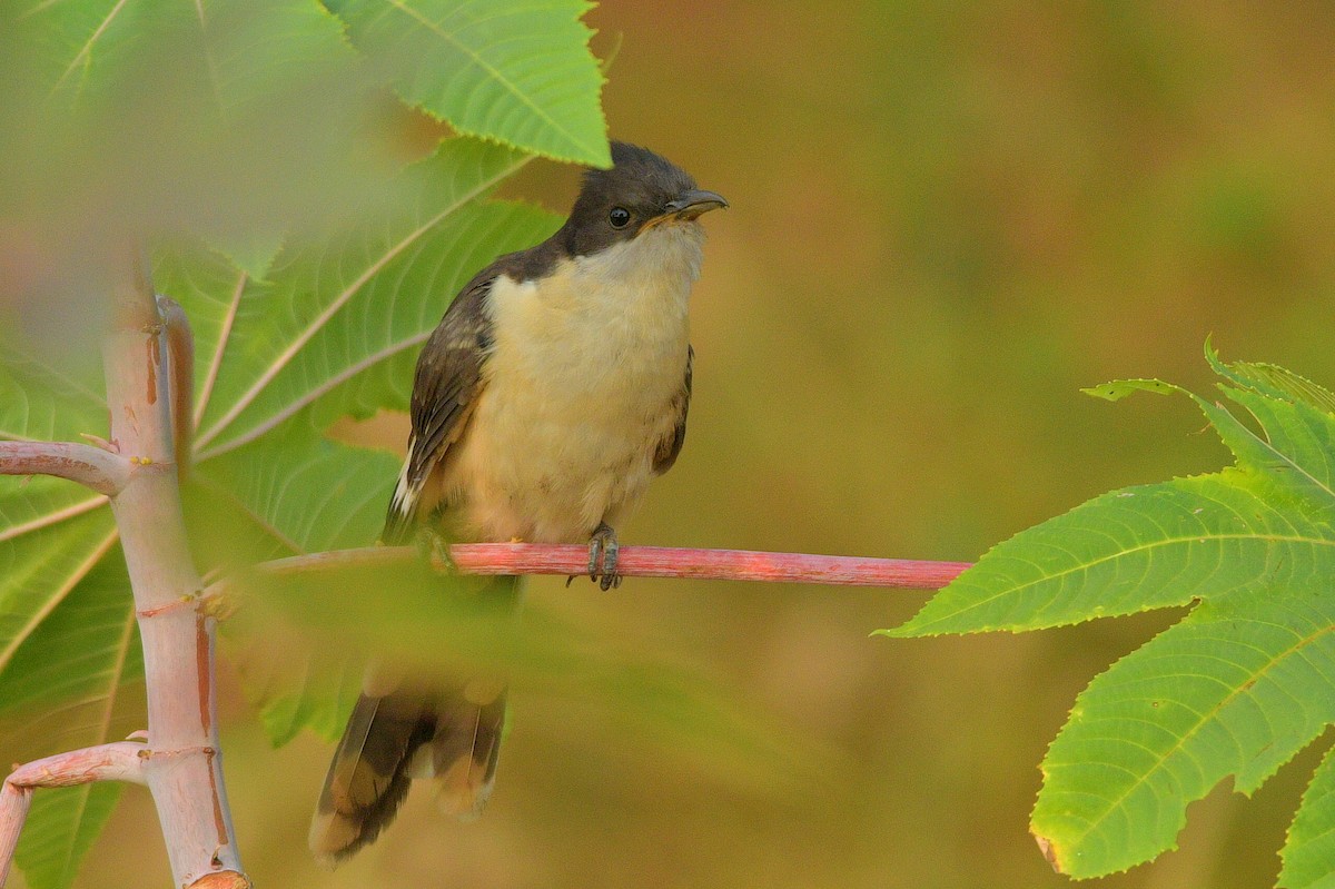 Pied Cuckoo - ML614342292