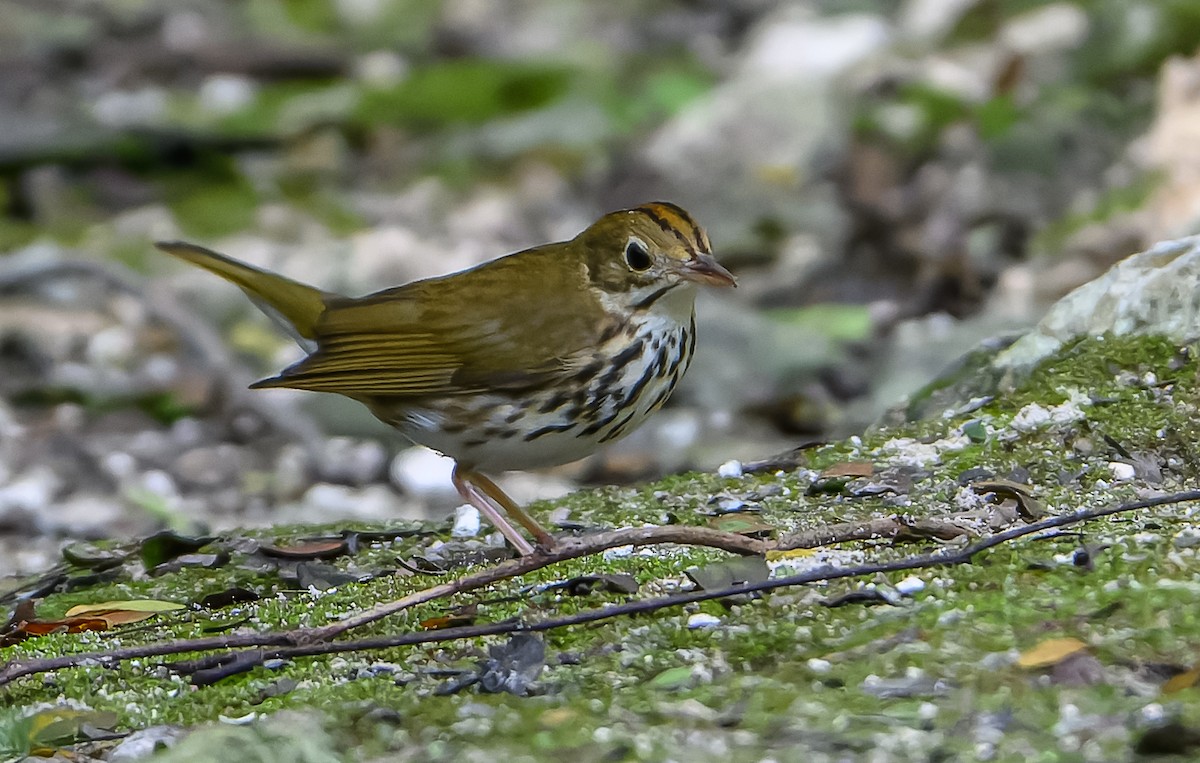 Paruline couronnée - ML614342299