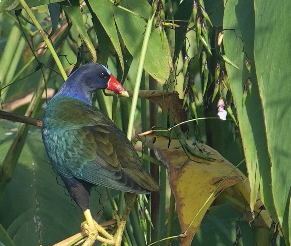 Purple Gallinule - Mary Eyman