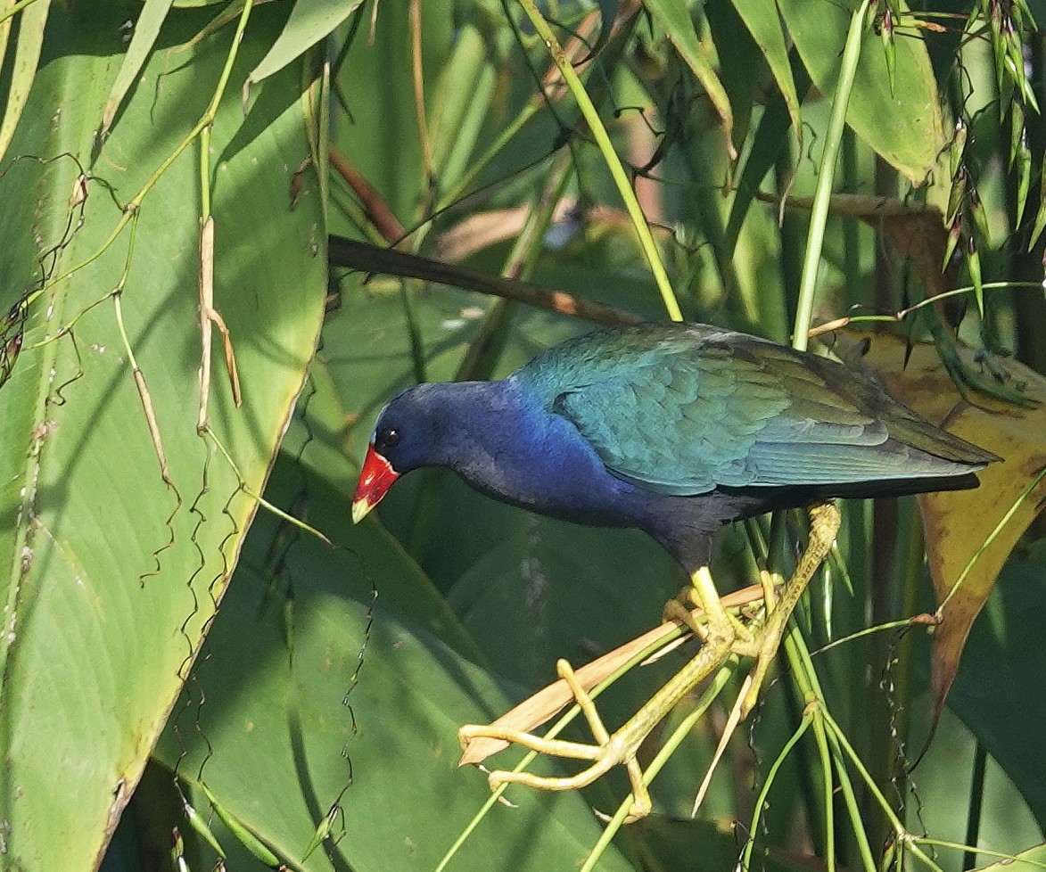 Purple Gallinule - Mary Eyman