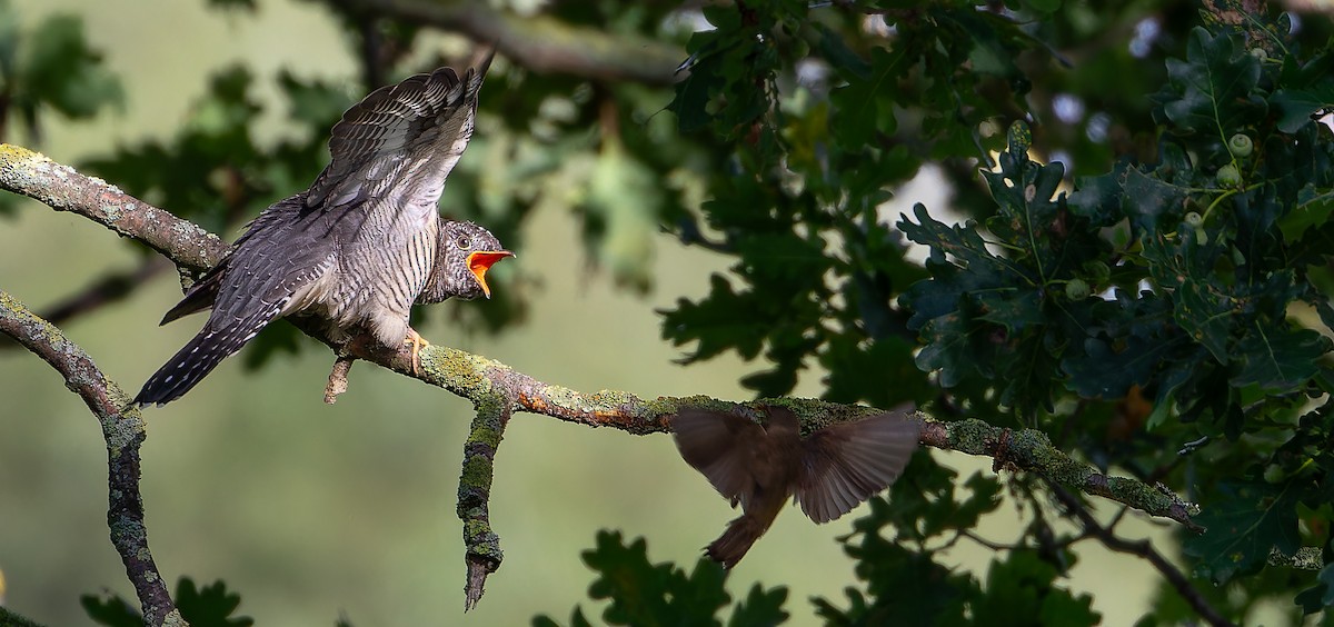 Common Cuckoo - ML614342363