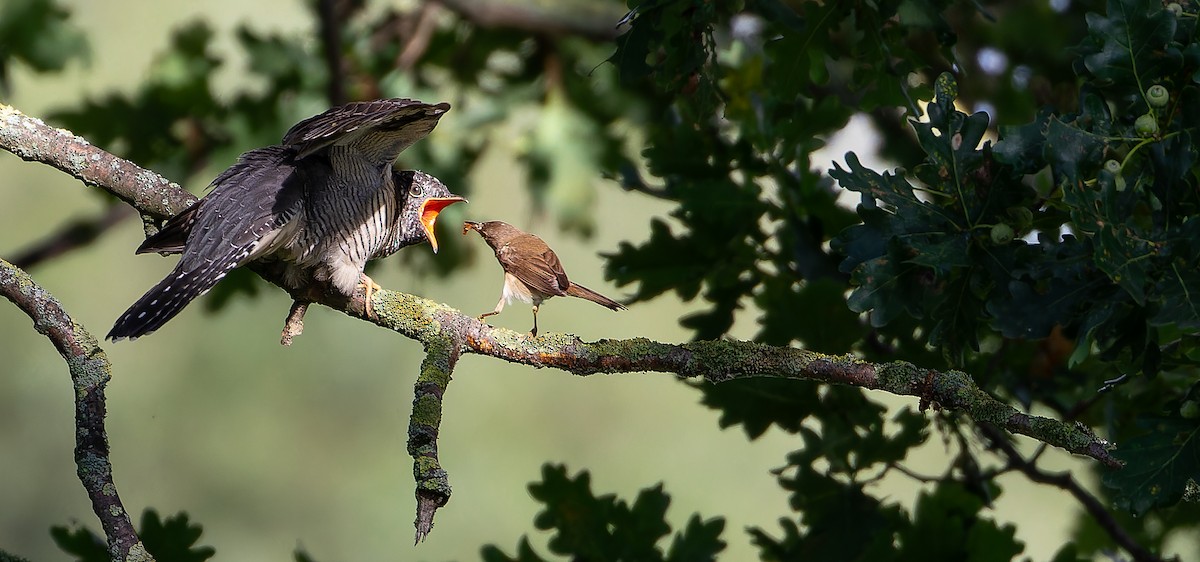 Common Cuckoo - ML614342364