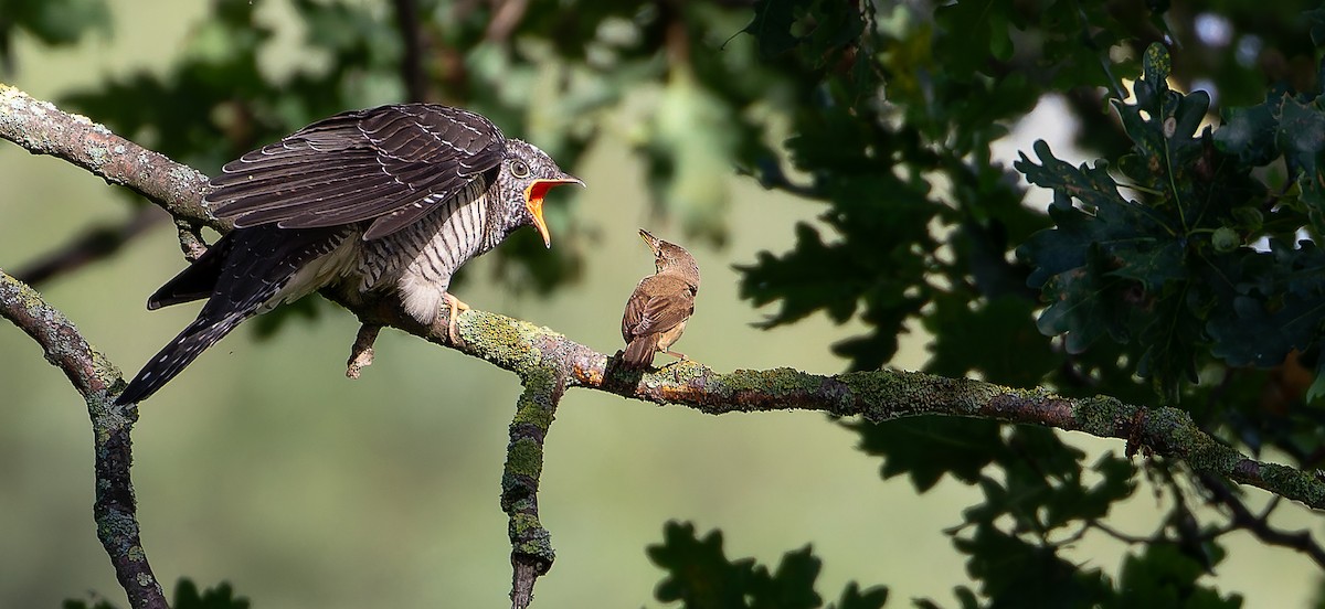 Common Cuckoo - ML614342373