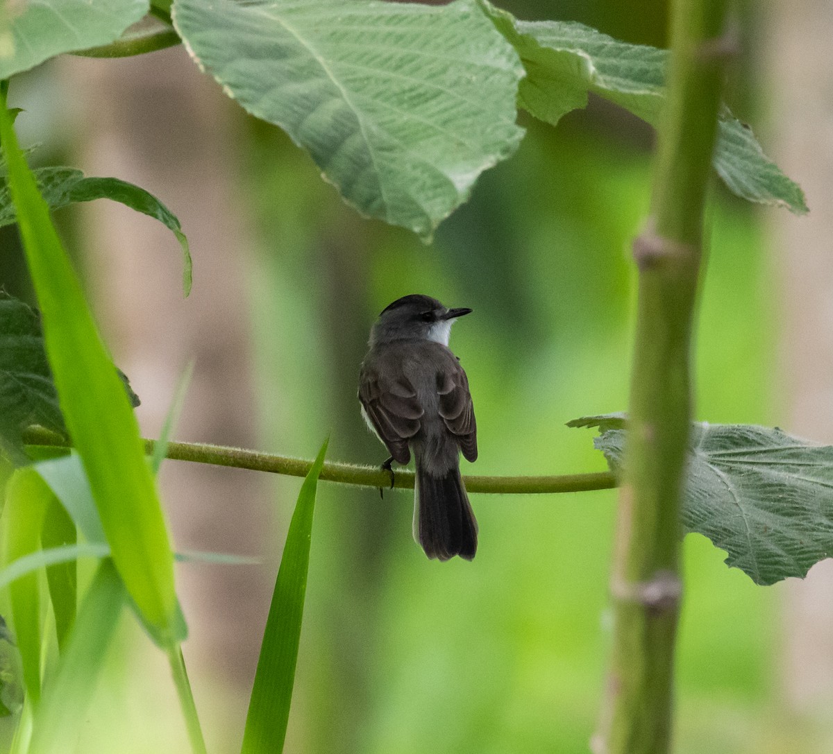 River Tyrannulet - ML614342408