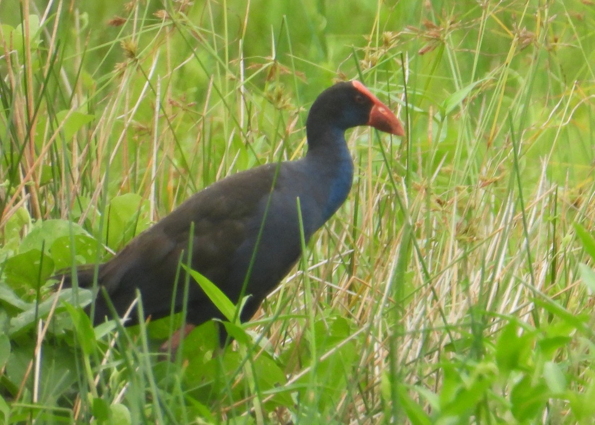 Australasian Swamphen - ML614342412