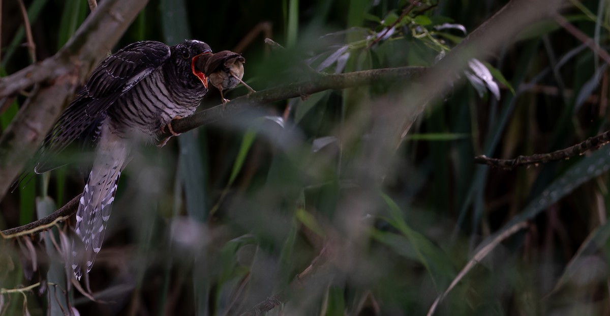 Common Cuckoo - ML614342418