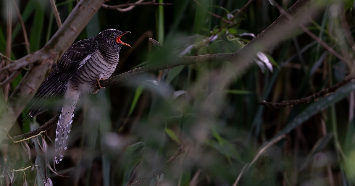 Common Cuckoo - ML614342421