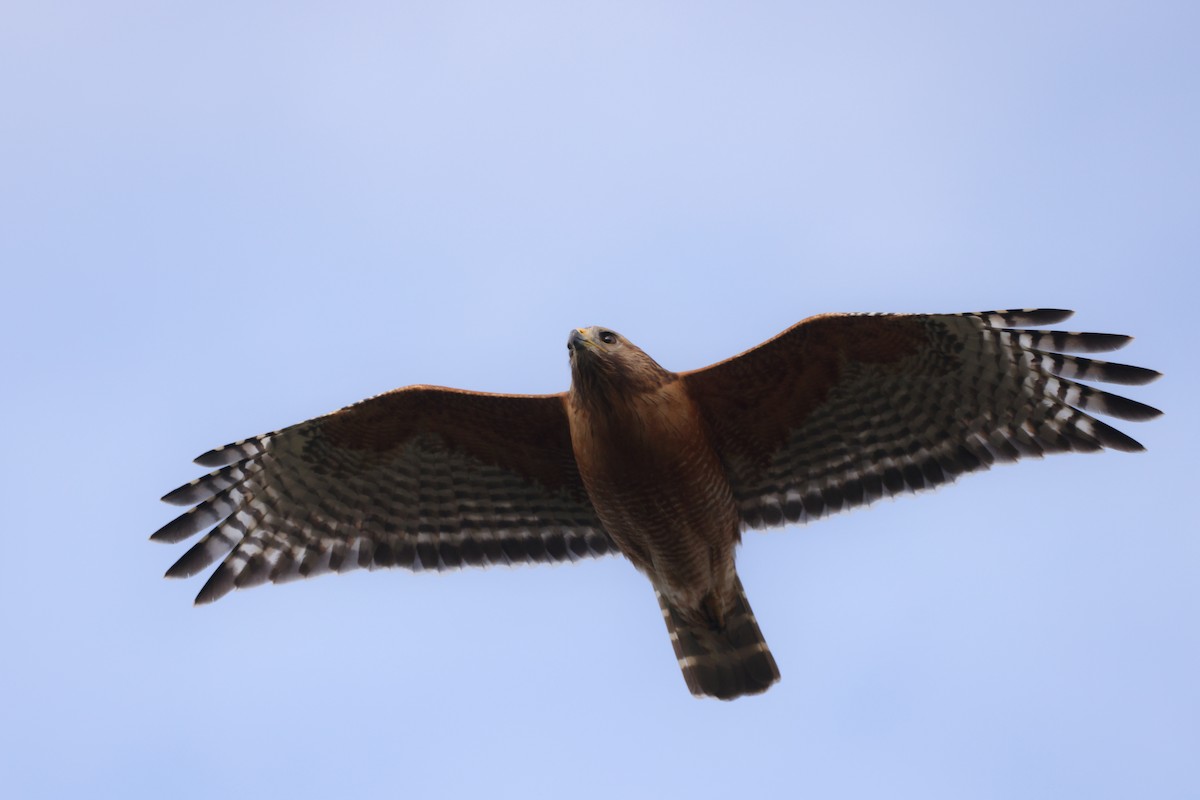 Red-shouldered Hawk - ML614342448