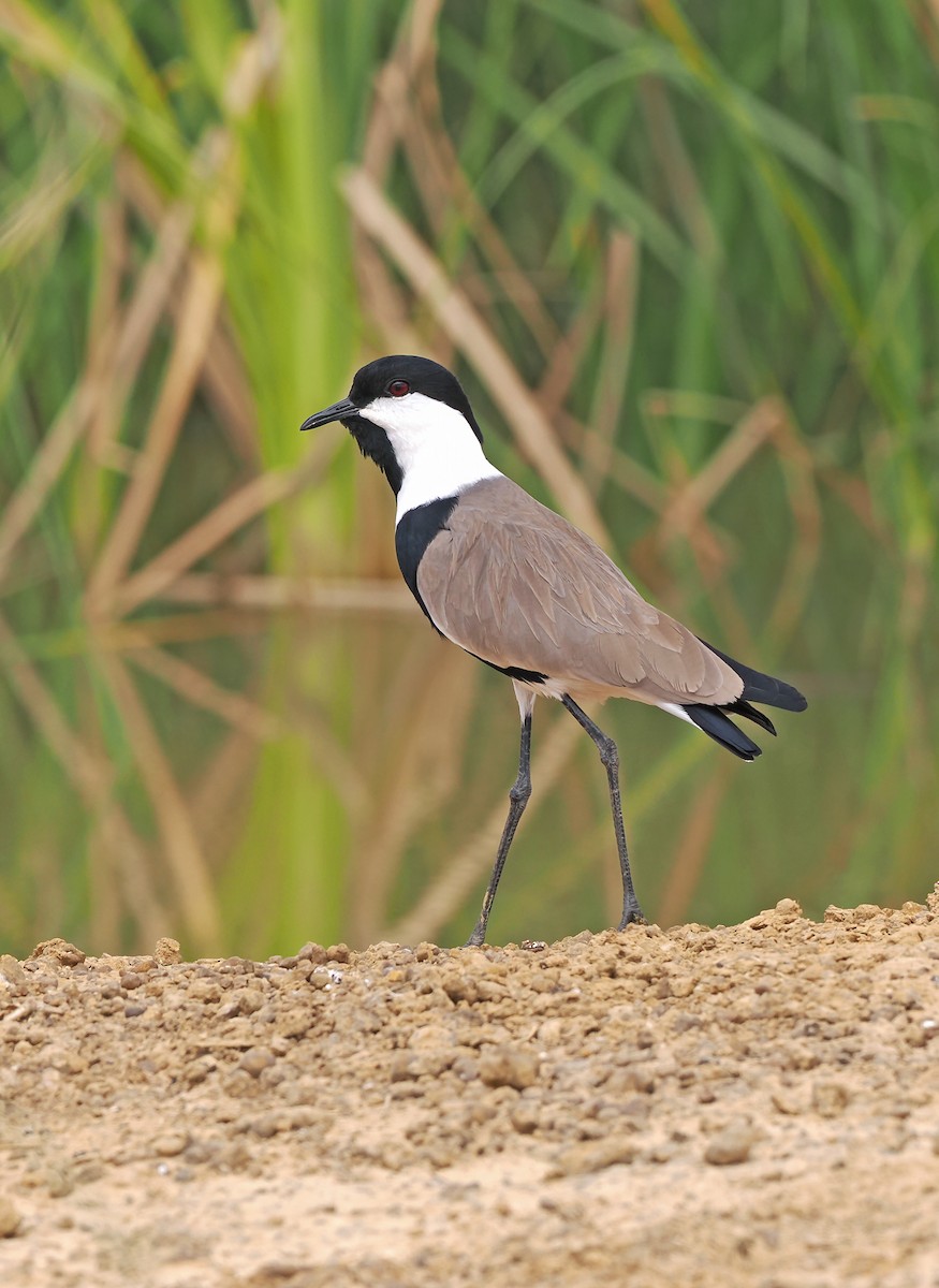Spur-winged Lapwing - ML614342450