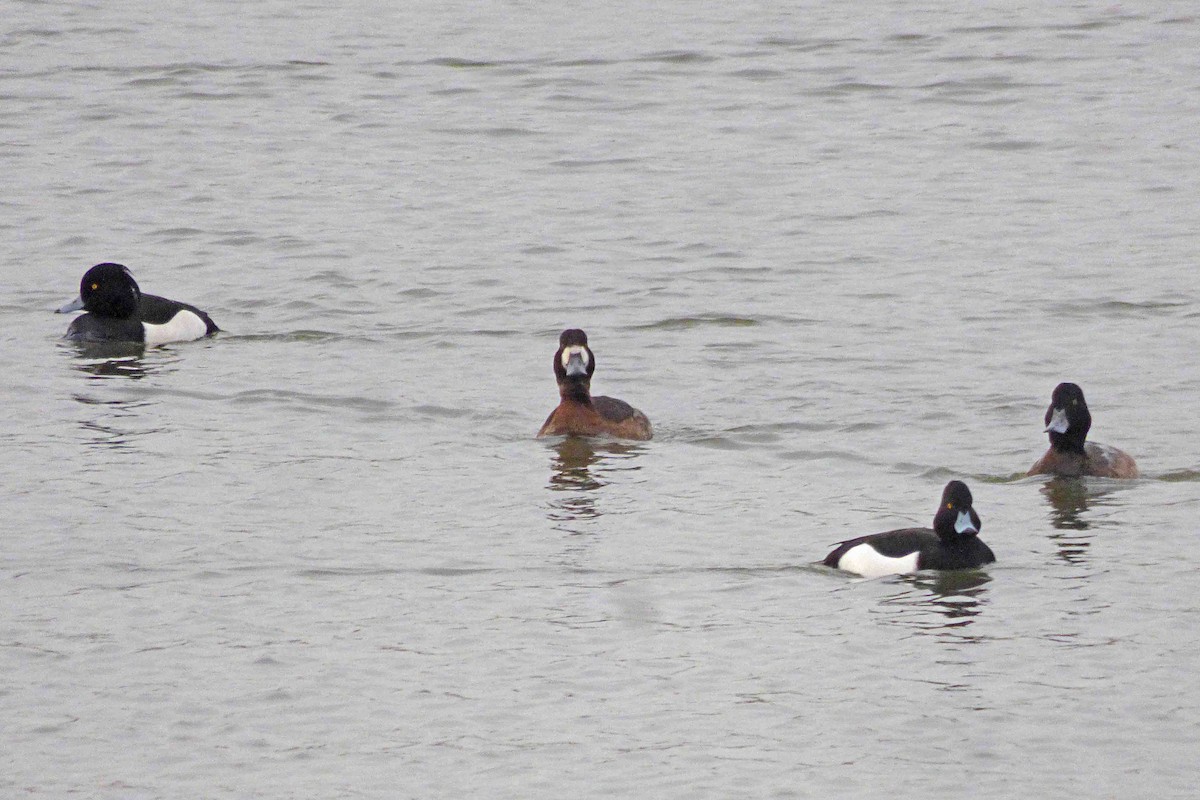 Greater Scaup - ML614342559