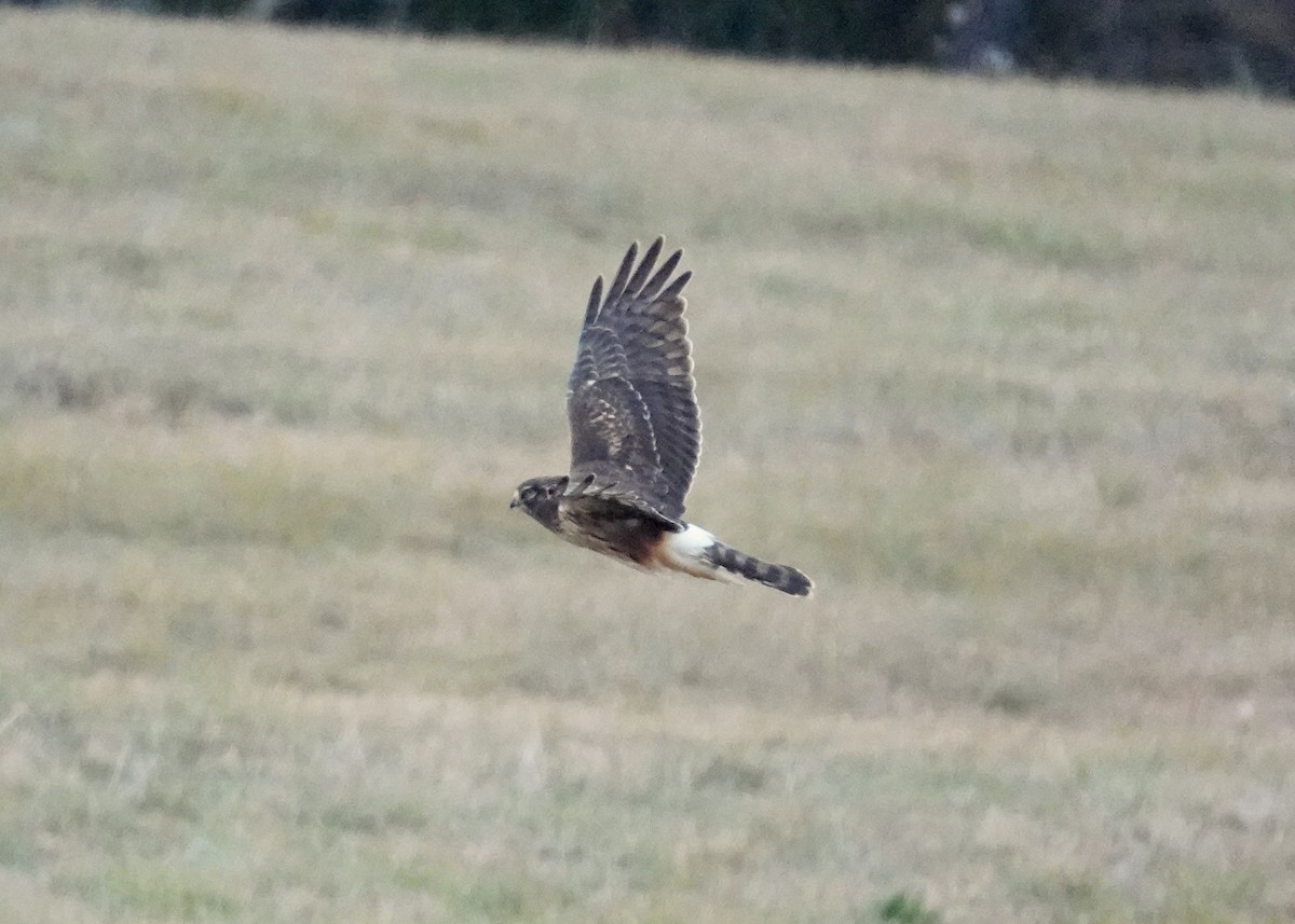 Northern Harrier - ML614342587