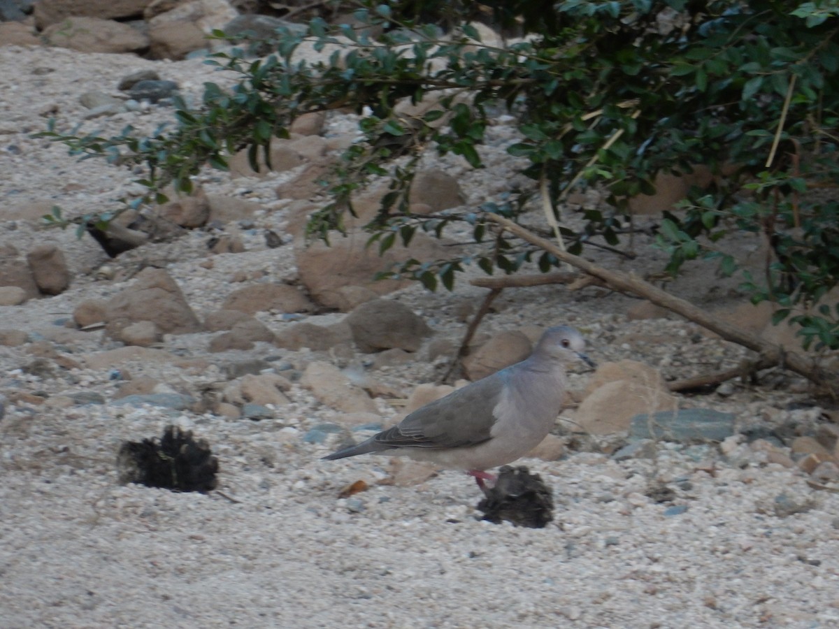 White-tipped Dove - ML614342625