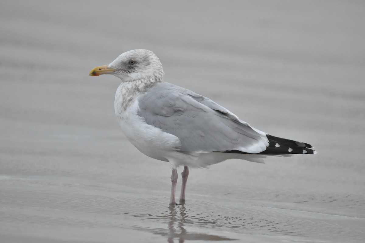 Herring Gull (American) - ML614342665