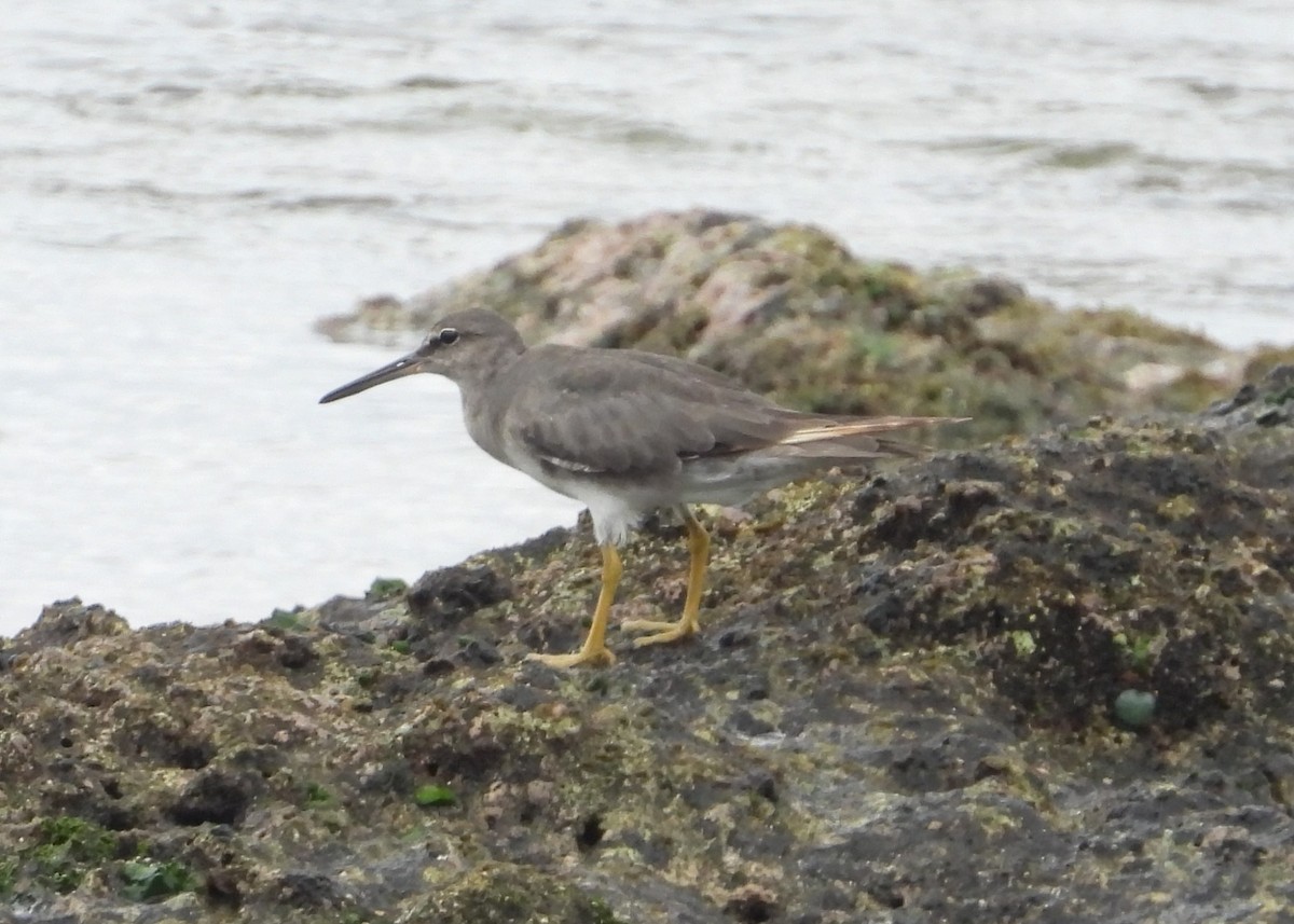 Wandering Tattler - ML614342683