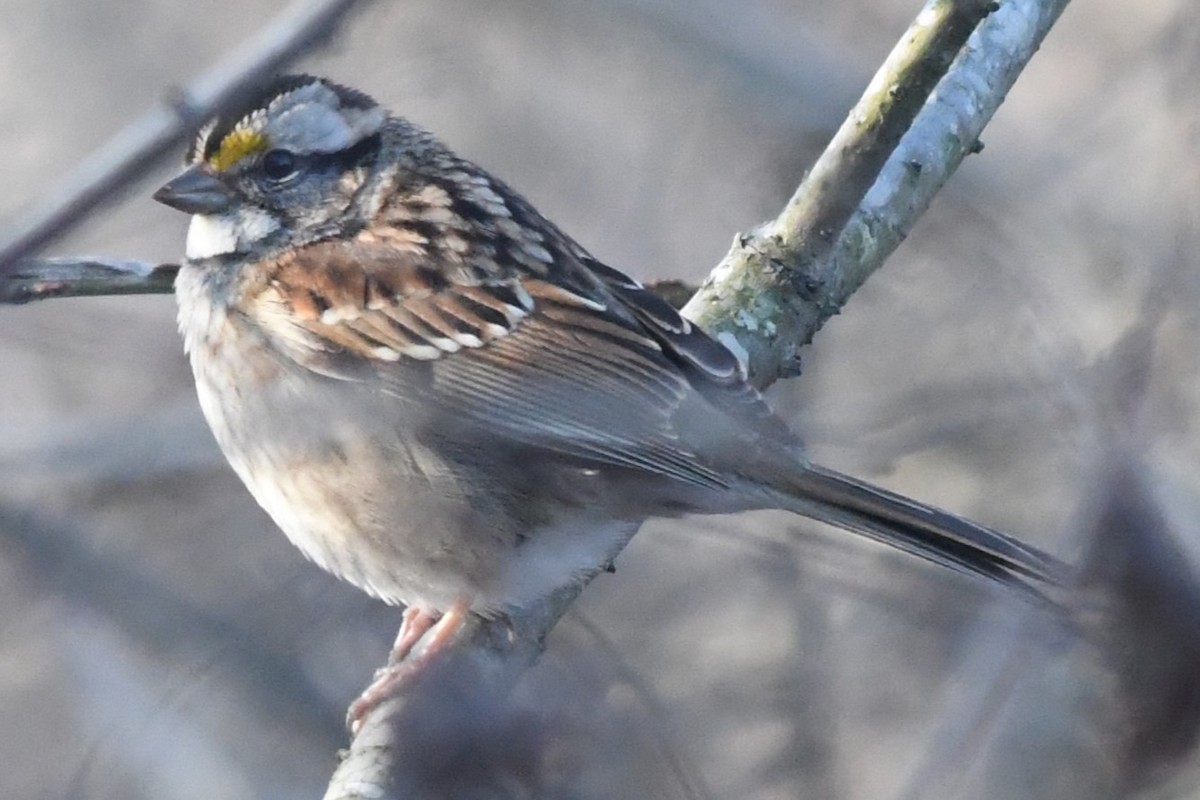 White-throated Sparrow - Teresa Mawhinney