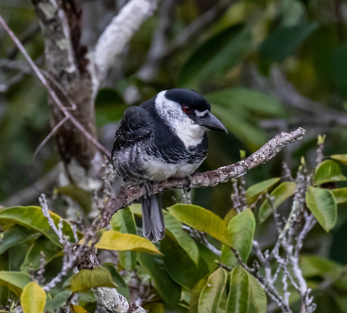 Guianan Puffbird - ML614342791
