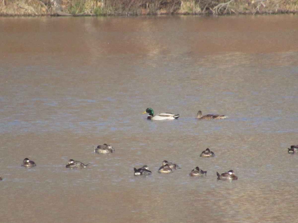 Mallard - ML614342815