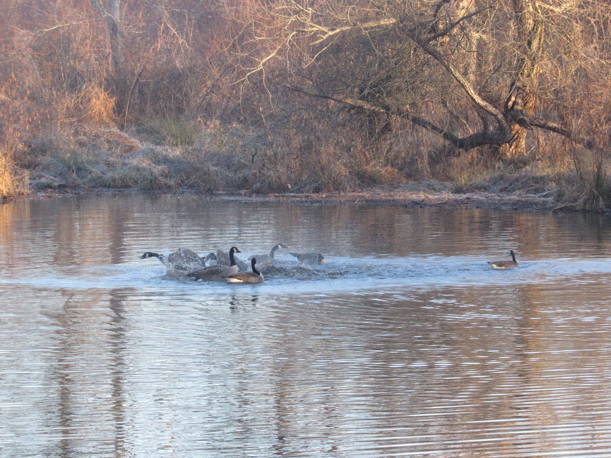 Canada Goose - ML614342823