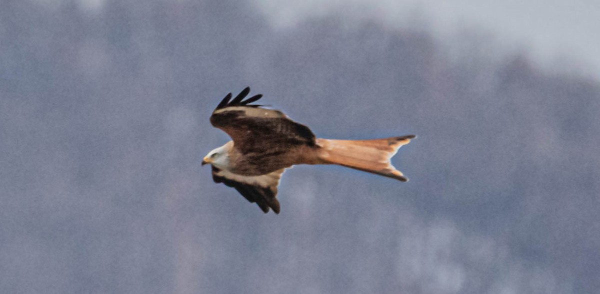 Red Kite - ML614342841