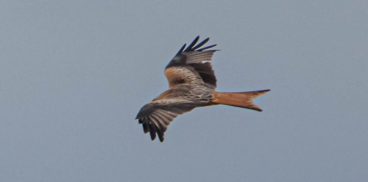 Red Kite - ML614342844