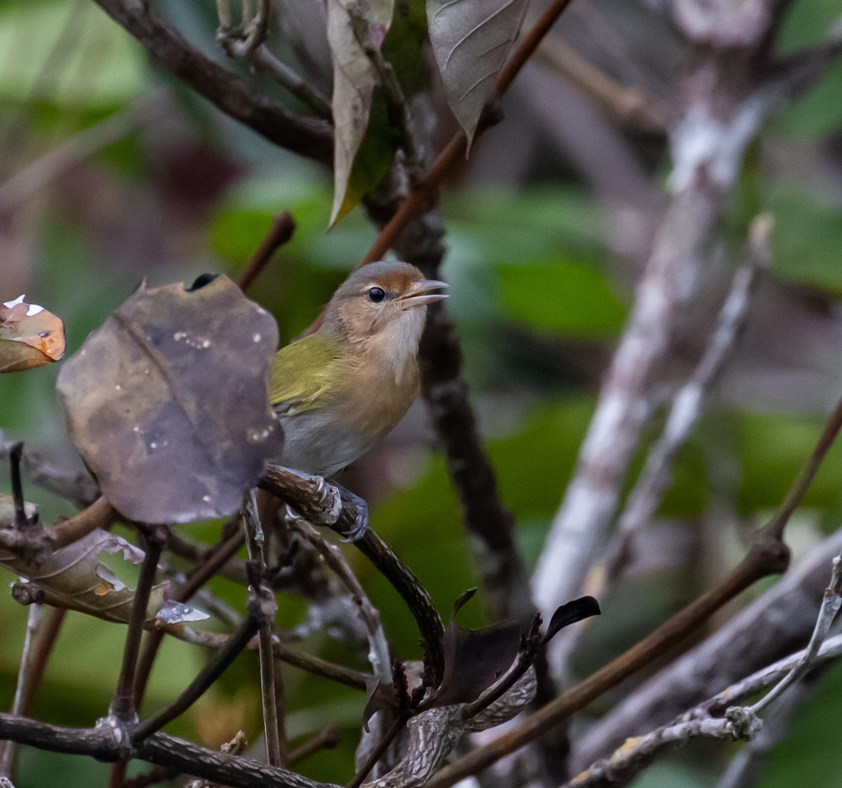 Buff-cheeked Greenlet - ML614342872