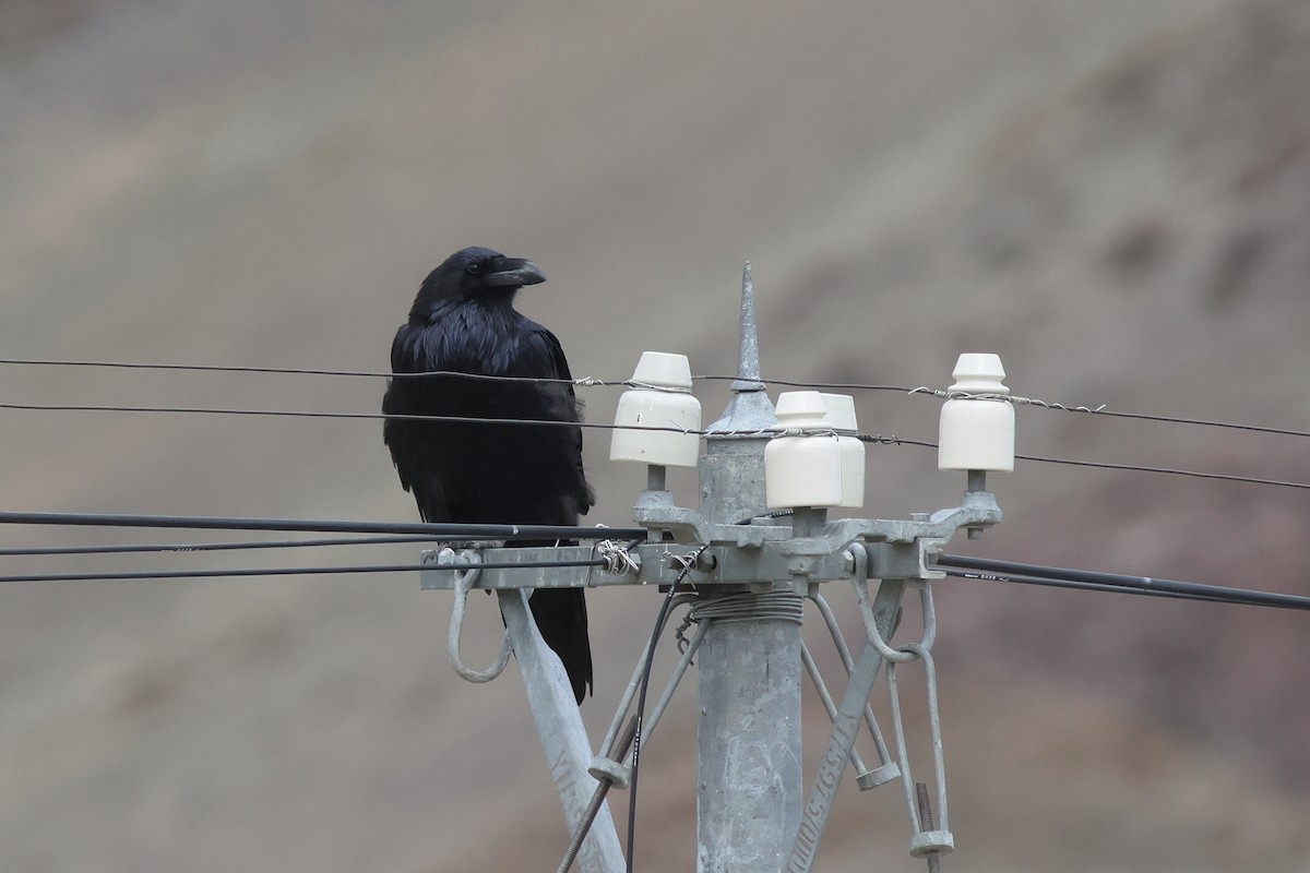 Common Raven - Chinmay Rahane